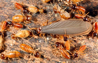 traitement des termites